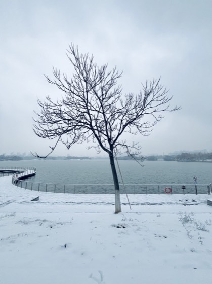 生物摄影作品：2023.12.18-雪中树