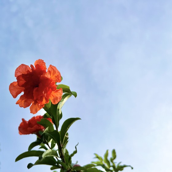 生物摄影作品：2024.05.22-石榴花